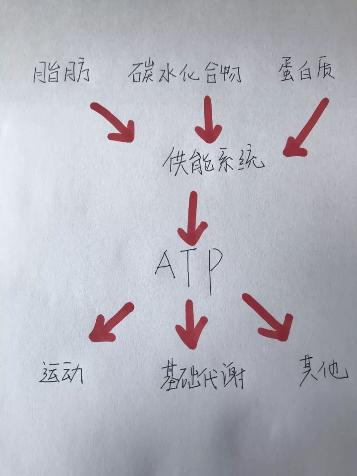 運(yùn)動(dòng)30分鐘后才開始消耗脂肪……是真是假？